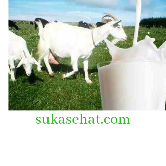 Etawa susu kambing bubuk